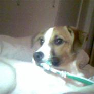 Blanding af racer Pumba