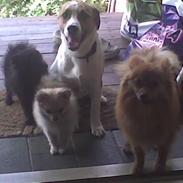 Blanding af racer Pumba