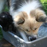 Islandsk fårehund Blidur