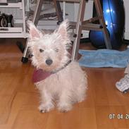 West highland white terrier sally