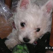 West highland white terrier sally