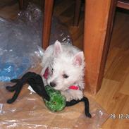 West highland white terrier sally