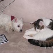 West highland white terrier sally