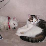 West highland white terrier sally