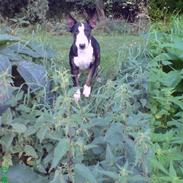Bullterrier Phester