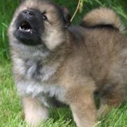 Eurasier bambino