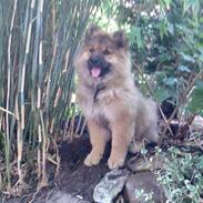 Eurasier bambino