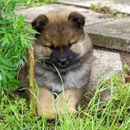 Eurasier bambino