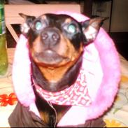 Dvaergpinscher frygtløs *solgt*