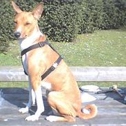 Basenji benji my name is bond