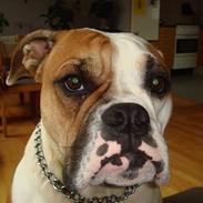 Blanding af racer Kaiser