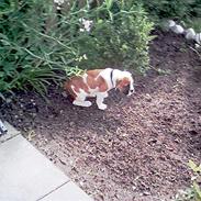 Blanding af racer Kaiser