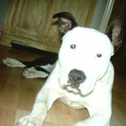 Amerikansk staffordshire terrier ronja