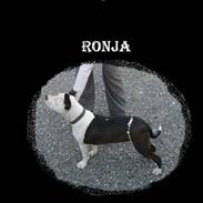 Amerikansk staffordshire terrier ronja