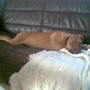 Blanding af racer Rynke