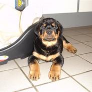 Rottweiler Tyson