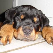 Rottweiler Tyson