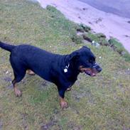 Rottweiler * Bella *