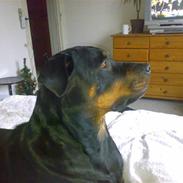 Rottweiler * Bella *