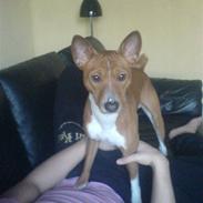 Basenji Mowgli (kallenavn: Riki)