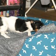 Blanding af racer Pogo