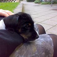 Blanding af racer Pogo