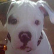 Amerikansk bulldog Topp Magic Manse R.I.P