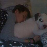 Amerikansk bulldog Topp Magic Manse R.I.P