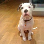 Amerikansk bulldog Topp Magic Manse R.I.P