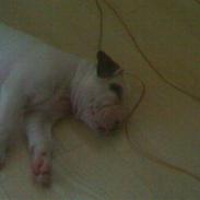 Amerikansk bulldog Topp Magic Manse R.I.P