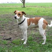 Dansk svensk gaardhund Petit