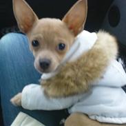 Chihuahua Tonser *HIMMELHUND*