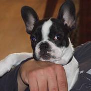 Fransk bulldog Fiona