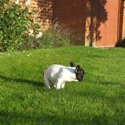 Fransk bulldog Fiona