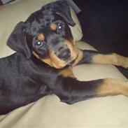 Rottweiler Maggi