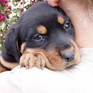 Rottweiler Maggi