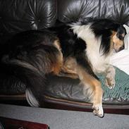 Collie langhåret Kenzo