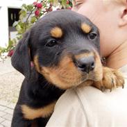 Rottweiler Maggi