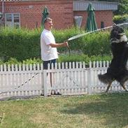 Collie langhåret Kenzo