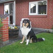 Collie langhåret Kenzo