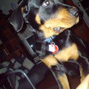Rottweiler Maggi