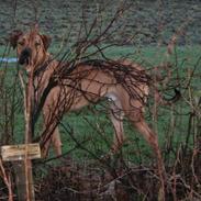 Blanding af racer Achina & Pablo