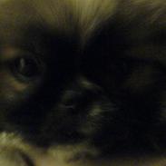 Pekingeser basse