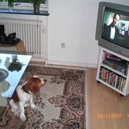 Welsh springer spaniel Simba