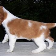 Welsh springer spaniel Simba