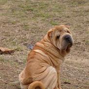 Shar pei Ozzy