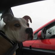 Blanding af racer cocio