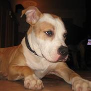 Blanding af racer cocio