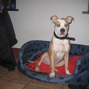 Blanding af racer cocio