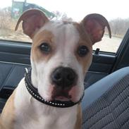 Blanding af racer cocio